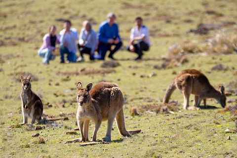 Wineglass Bay And Maria Island Wildlife Scenic Flight From Hobart - Accommodation Port Hedland 15