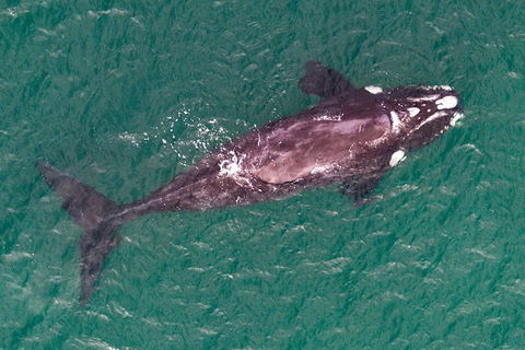 Wineglass Bay And Maria Island Wildlife Scenic Flight From Hobart - Accommodation Port Hedland 12