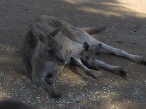 Cruise Ship Special Ex Hobart: Mt Wellington, Richmond, Bonorong With Free WiFi - Accommodation Port Hedland 7