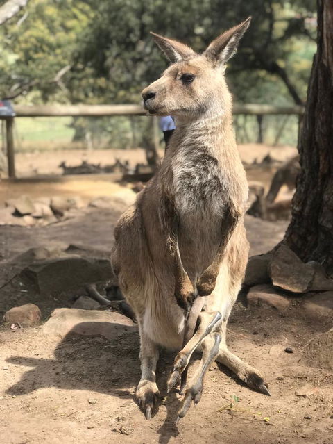 Cruise Ship Special Ex Hobart: Mt Wellington, Richmond, Bonorong With Free WiFi - Accommodation Port Hedland 2