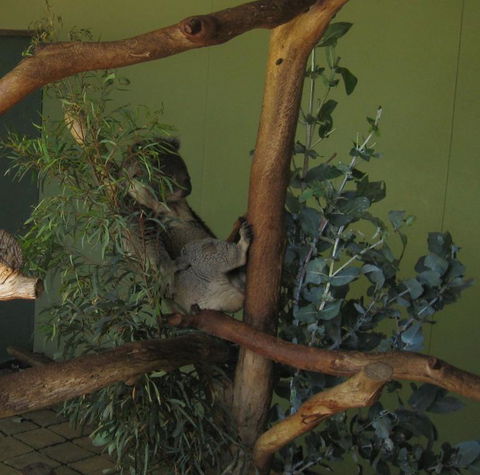 Cruise Ship Special Ex Hobart: Mt Wellington, Richmond, Bonorong With Free WiFi - Accommodation Port Hedland 6