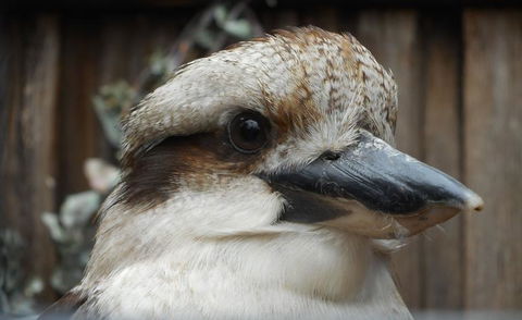 Cruise Ship Special Ex Hobart: Mt Wellington, Richmond, Bonorong With Free WiFi - Accommodation Port Hedland 12