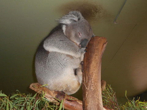 Cruise Ship Special Ex Hobart: Mt Wellington, Richmond, Bonorong With Free WiFi - Accommodation Port Hedland 13