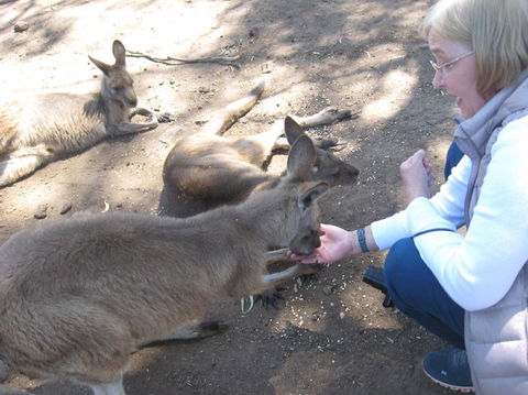 Cruise Ship Special Ex Hobart: Mt Wellington, Richmond, Bonorong With Free WiFi - Accommodation Port Hedland 8