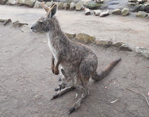 Cruise Ship Special Ex Hobart: Mt Wellington, Richmond, Bonorong With Free WiFi - Accommodation Port Hedland 14