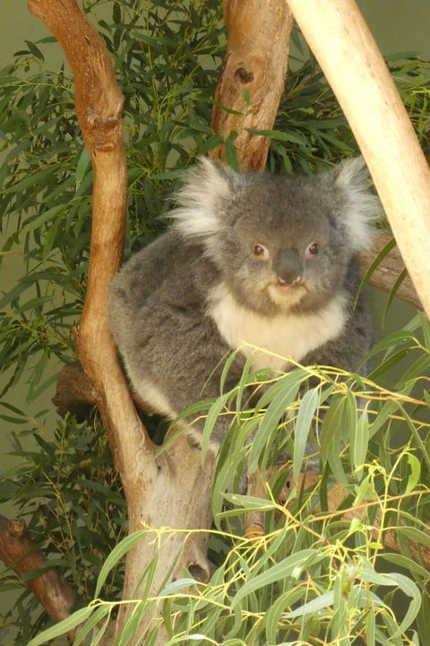 Cruise Ship Special Ex Hobart: Mt Wellington, Richmond, Bonorong With Free WiFi - Accommodation Port Hedland 5
