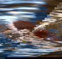 Wild-Platypus 2 hour wildlife tour - Accommodation Port Hedland