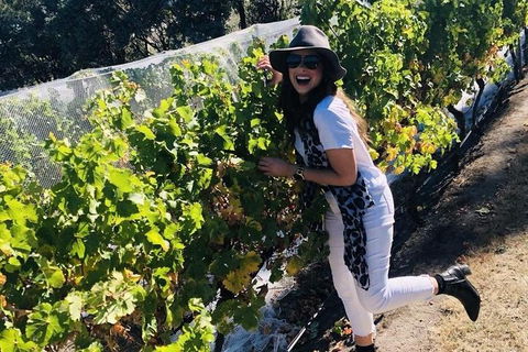 Valleys Of Vino Tour - Accommodation Port Hedland 1