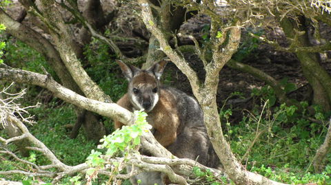 Kangaroo Island In A Day Tour From Adelaide - Accommodation Port Hedland 23