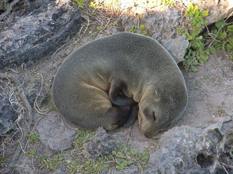 Kangaroo Island In A Day Tour From Adelaide - Accommodation Port Hedland 12