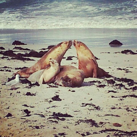 Kangaroo Island In A Day Tour From Adelaide - Accommodation Port Hedland 24