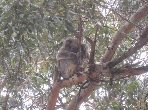 Kangaroo Island In A Day Tour From Adelaide - Accommodation Port Hedland 22