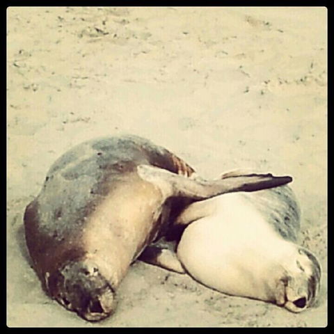 Kangaroo Island In A Day Tour From Adelaide - Accommodation Port Hedland 25