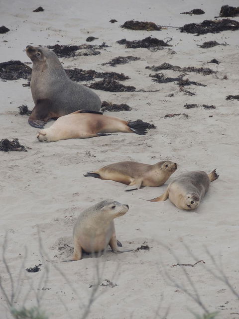 Kangaroo Island In A Day Tour From Adelaide - Accommodation Port Hedland 15