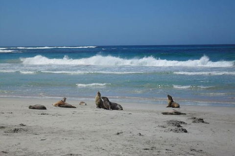 Kangaroo Island In A Day Tour From Adelaide - Accommodation Port Hedland 26