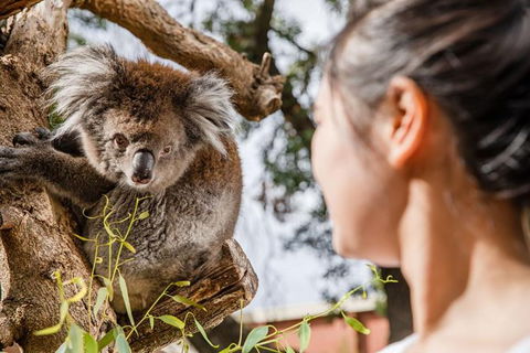 Adelaide Zoo Behind The Scenes Experience: Koala Encounter - Accommodation Port Hedland 0