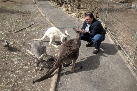 A Taste Of Adelaide And Hahndorf By Car Private Tour. - Accommodation Port Hedland 8