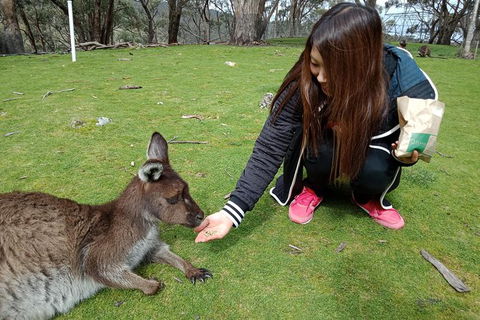 Adelaide Essentials Tour - Accommodation Port Hedland 0