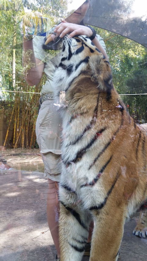 Croc Express To Australia Zoo From Brisbane - Accommodation Port Hedland 4