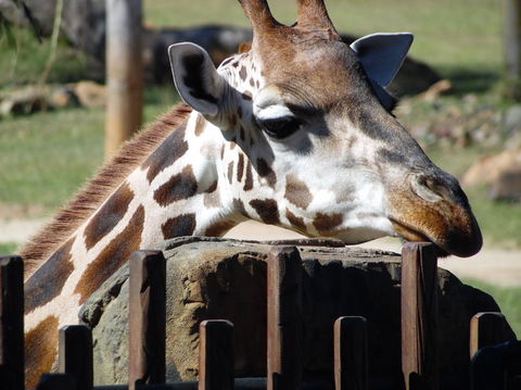 Croc Express To Australia Zoo From Brisbane - Accommodation Port Hedland 2