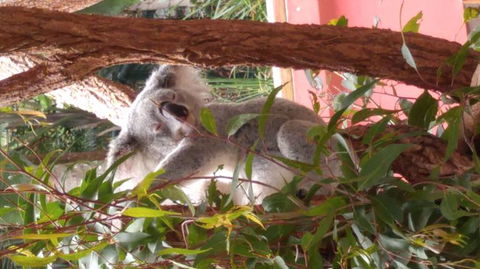 Croc Express To Australia Zoo From Brisbane - Accommodation Port Hedland 3