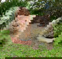 Croc Express to Australia Zoo from Brisbane - Accommodation Port Hedland