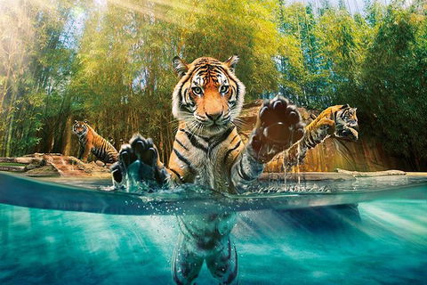 Croc Express To Australia Zoo From Brisbane - Accommodation Port Hedland 11