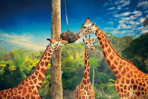 Croc Express To Australia Zoo From Brisbane - Accommodation Port Hedland 8