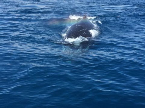 Whitehaven Beach Half-Day Cruises - Accommodation Port Hedland 8