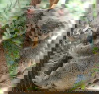 Lone Pine Koala Sanctuary Day Pass - Accommodation Port Hedland