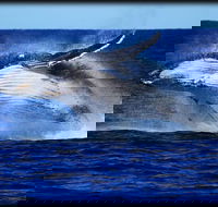 Whale Watching Cruise from Redcliffe Brisbane or the Sunshine Coast - Accommodation Port Hedland