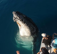 Hervey Bay Whale Watching Experience - Accommodation Port Hedland