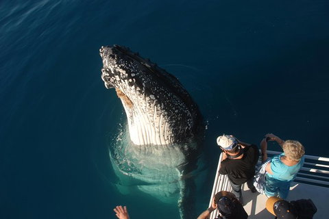 Hervey Bay Whale Watching Experience - Accommodation Port Hedland 0