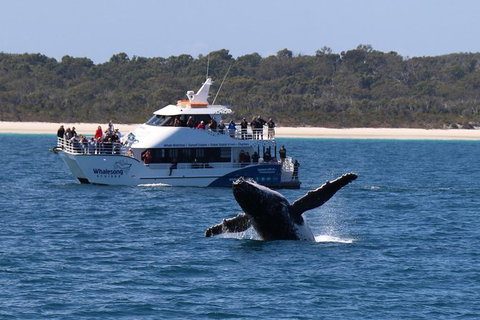 Hervey Bay Whale Watching Experience - Accommodation Port Hedland 4