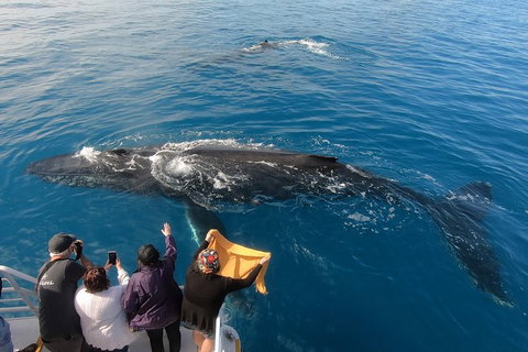 Hervey Bay Whale Watching Experience - Accommodation Port Hedland 6