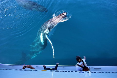 Hervey Bay Whale Watching Experience - Accommodation Port Hedland 3