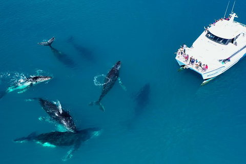 Hervey Bay Whale Watching Experience - Accommodation Port Hedland 7