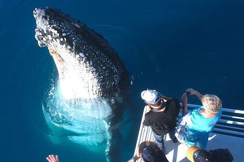 Hervey Bay Whale Watching Experience - Accommodation Port Hedland 14