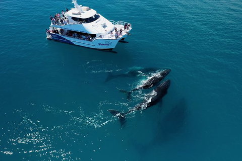 Hervey Bay Whale Watching Experience - Accommodation Port Hedland 2