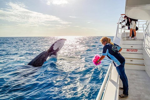 Hervey Bay Whale Watching Experience - Accommodation Port Hedland 8