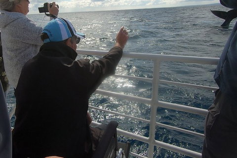 Hervey Bay Whale Watching Experience - Accommodation Port Hedland 13