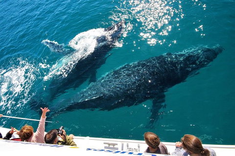 Hervey Bay Whale Watching Experience - Accommodation Port Hedland 12