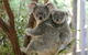 Koala Express To Lone Pine Koala Sanctuary - thumb 1