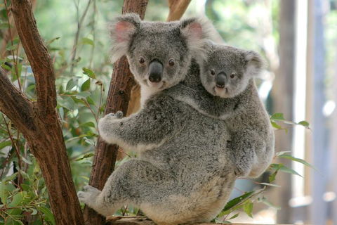 Koala Express To Lone Pine Koala Sanctuary - Accommodation Port Hedland 1