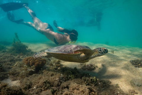 Half Day Low Isles Snorkelling Tour From Port Douglas - Accommodation Port Hedland 6