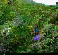 Tamborine Mountain Daily Service Treetop Challenge and Thunderbird Park - Accommodation Port Hedland