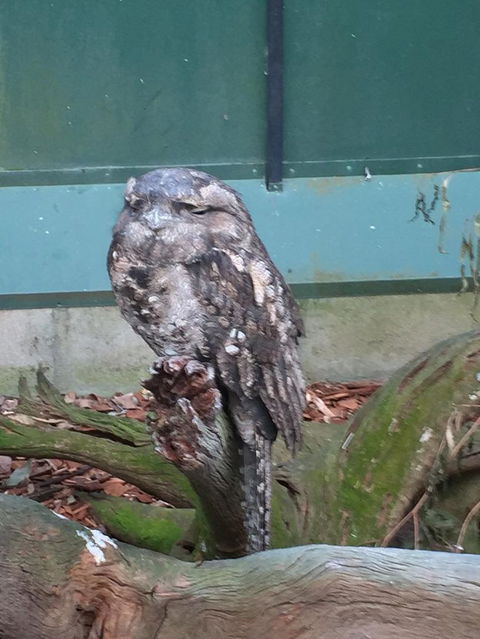 Wildlife Habitat Port Douglas - Accommodation Port Hedland 7