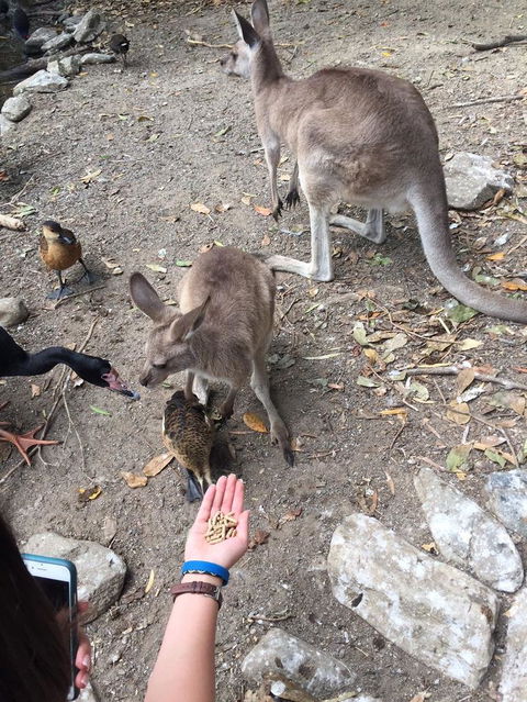 Wildlife Habitat Port Douglas - Accommodation Port Hedland 5