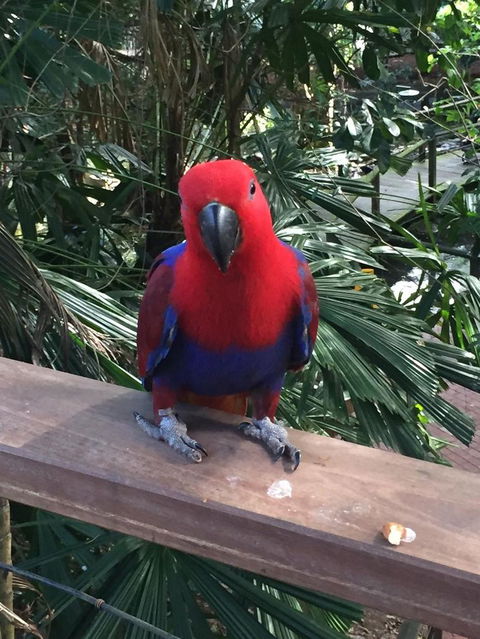 Wildlife Habitat Port Douglas - Accommodation Port Hedland 4