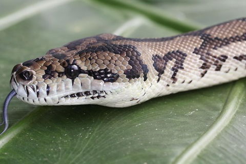 Wildlife Habitat Port Douglas - Accommodation Port Hedland 12